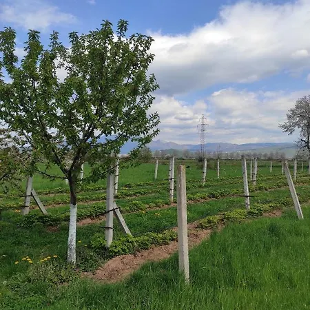 Muzur * サラエヴォ